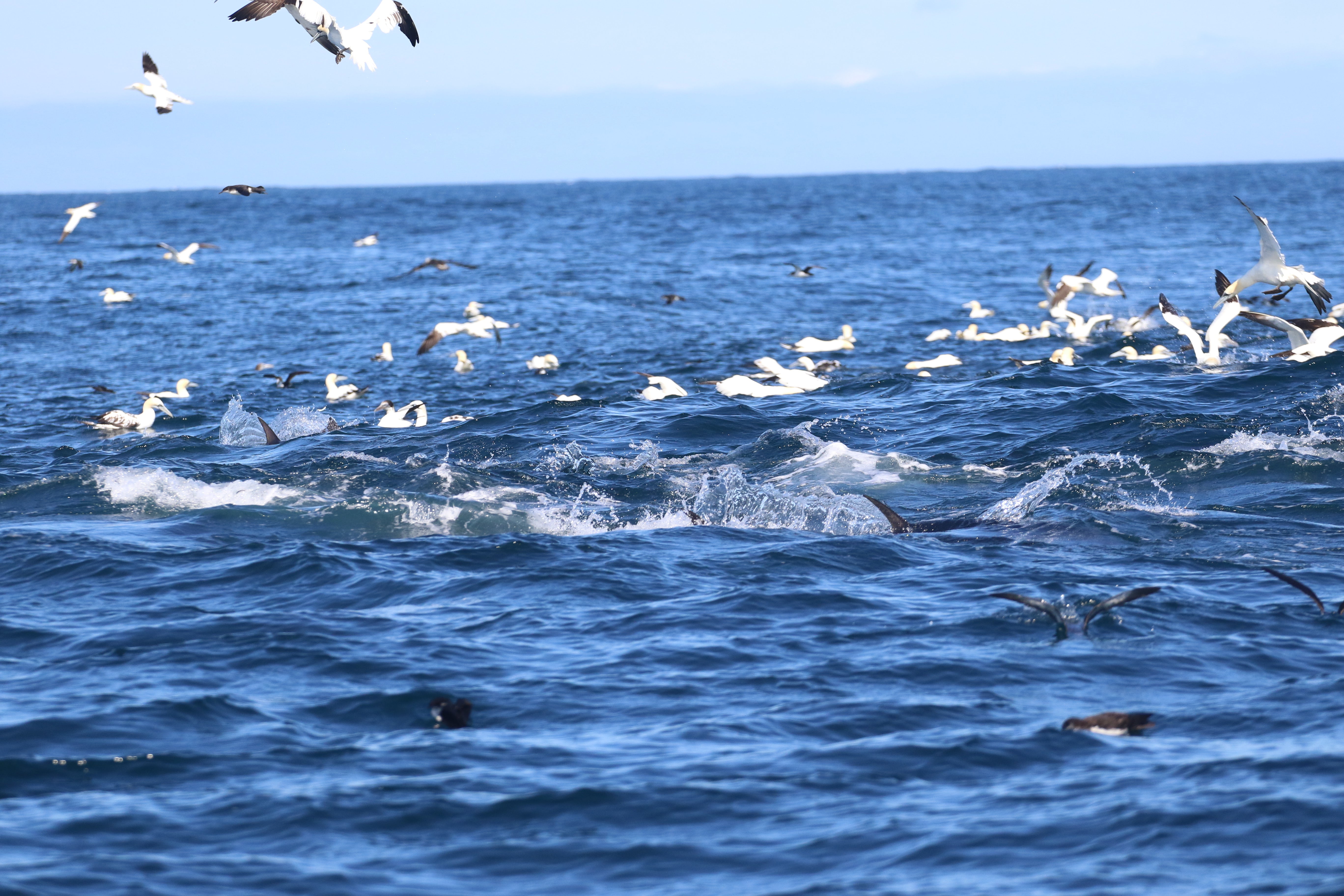 Atlantic bluefin tuna: Feeding the Comeback