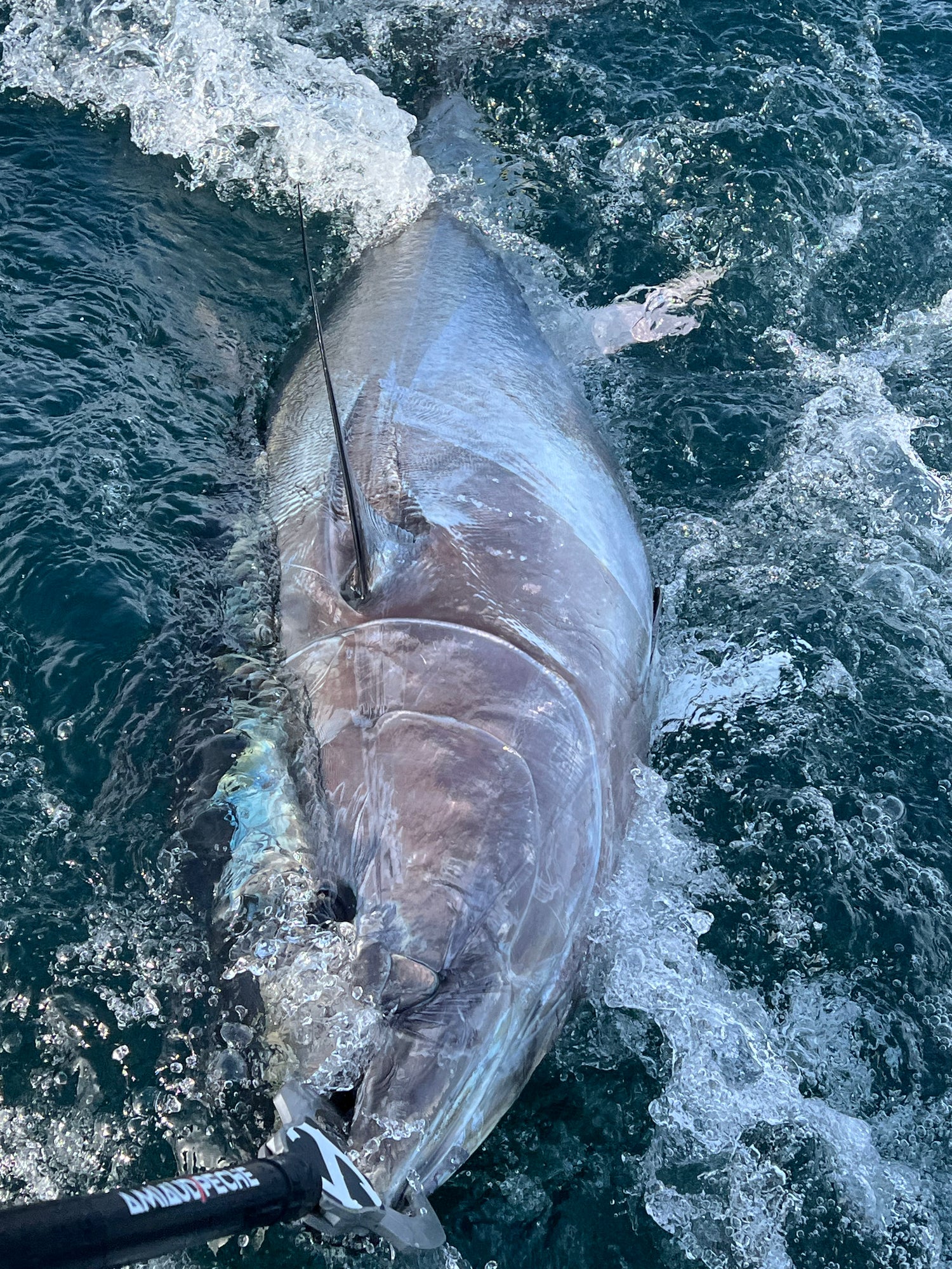 Fish Fever